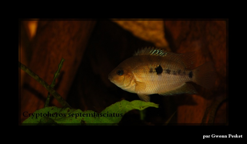 Cryptoheros Septemfasciatus - Page 3 Top10