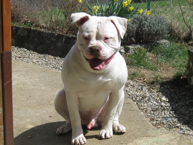 american bulldog red nose - Page 2 Photo_77