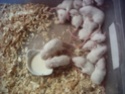 ratons orphelins Dsci0025