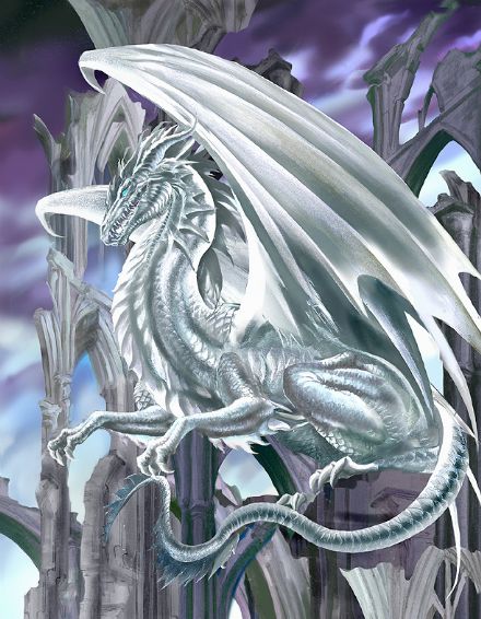 Dragons blancs Dragon15