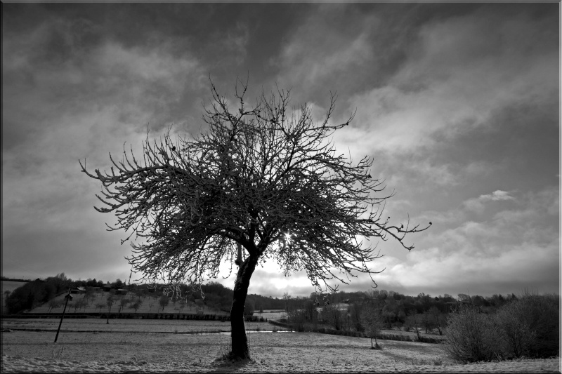 Arbre dans la vallée. Img_8311