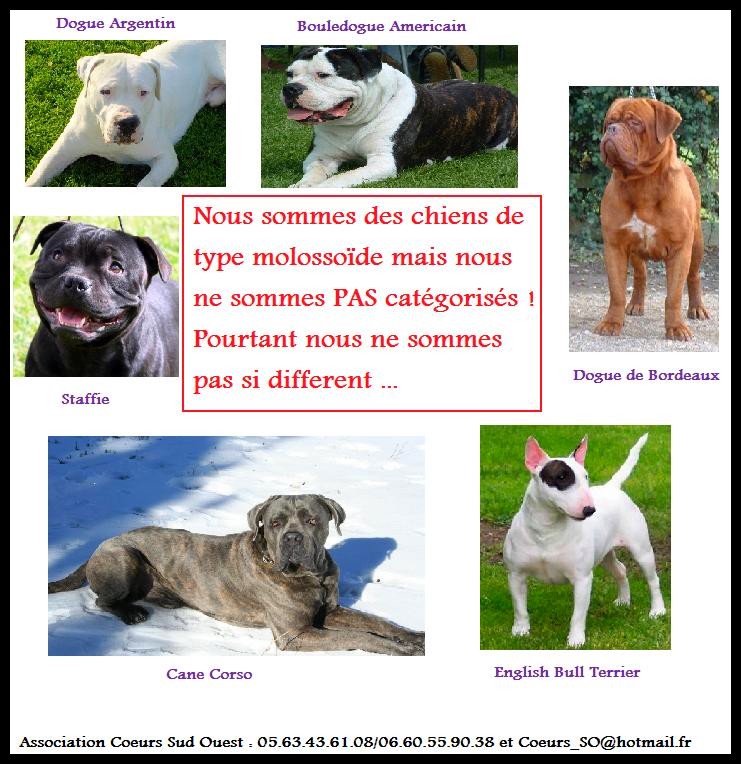 Les chiens de type molossoide NON catgoriss : Pas_ca10