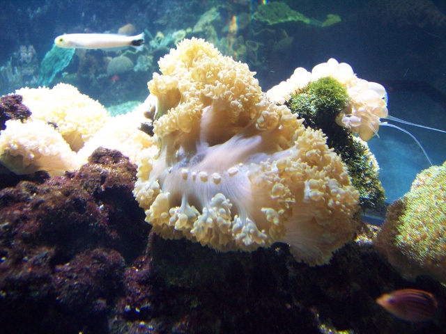 La rochelle aquarium 0510