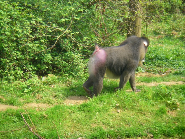 La vallée des singes Romagne (Vienne ) Imgp2133