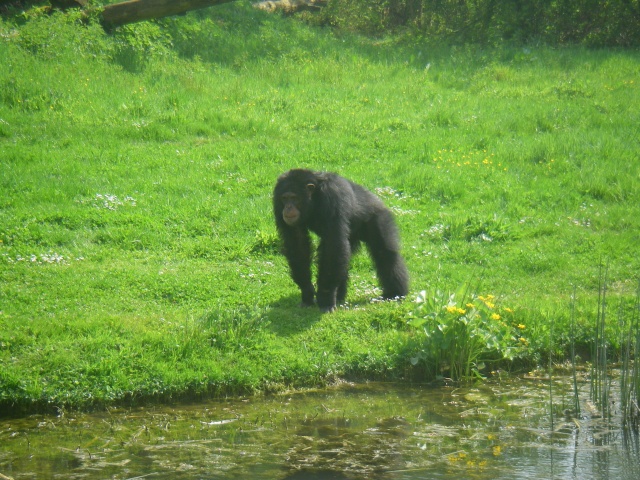 La vallée des singes Romagne (Vienne ) Imgp2151