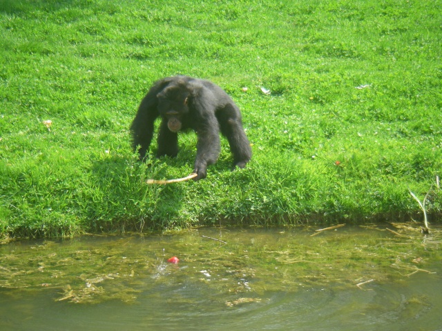 La vallée des singes Romagne (Vienne ) Imgp2154