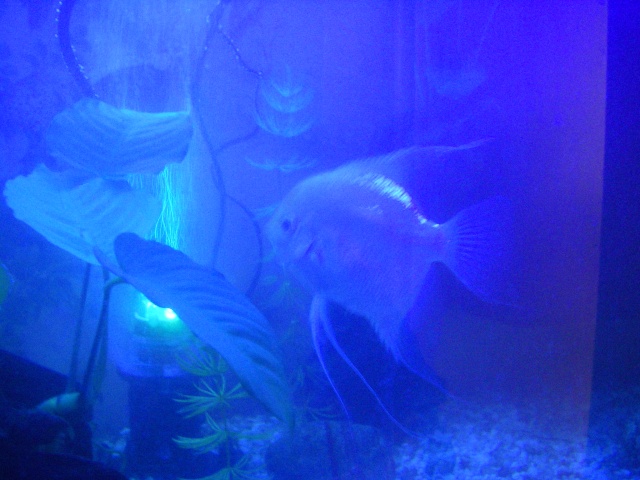 Vos aquariums Imgp3612