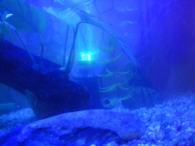 Vos aquariums Imgp3616