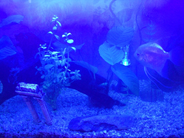 Vos aquariums Imgp3710