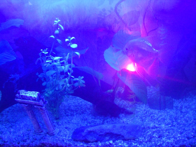 Vos aquariums Imgp3711