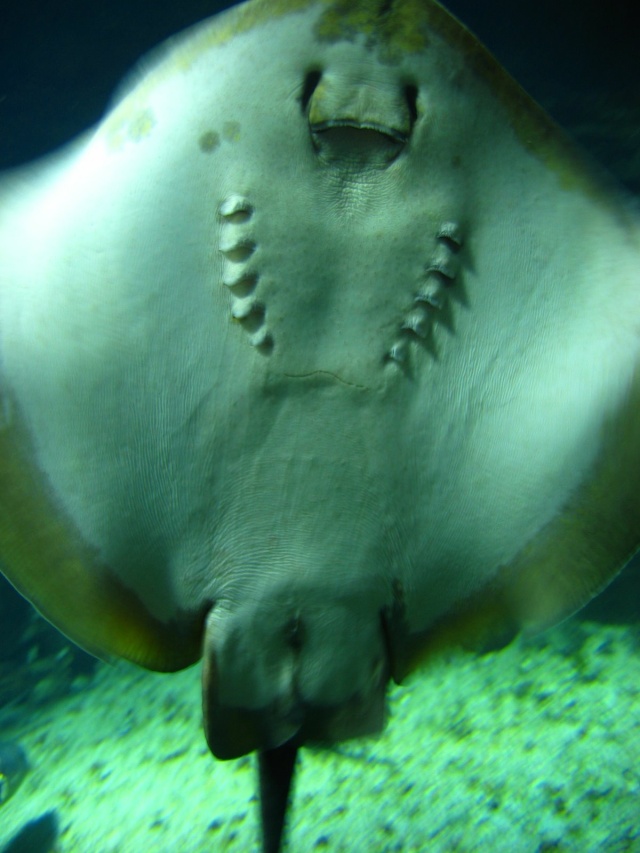 La rochelle aquarium Raie10