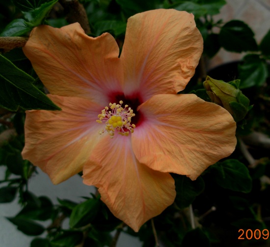 Hibiscus - Page 4 Dscn7010