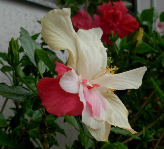 Hibiscus - Page 5 Dscn7125