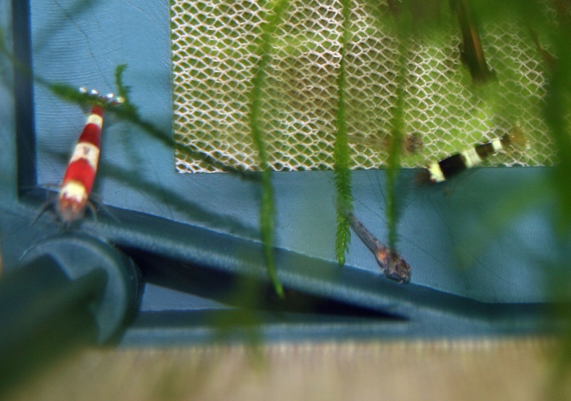 Corydoras Similis Img_2012