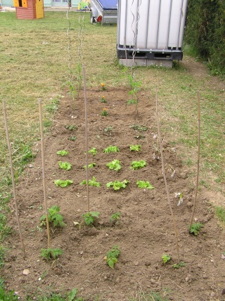 Faire son jardin potager 2010 - 2011 Photo_80