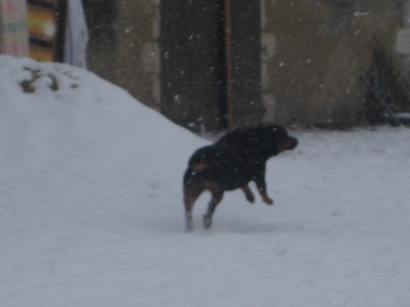 Lili - femelle rott 5 ans Lili10