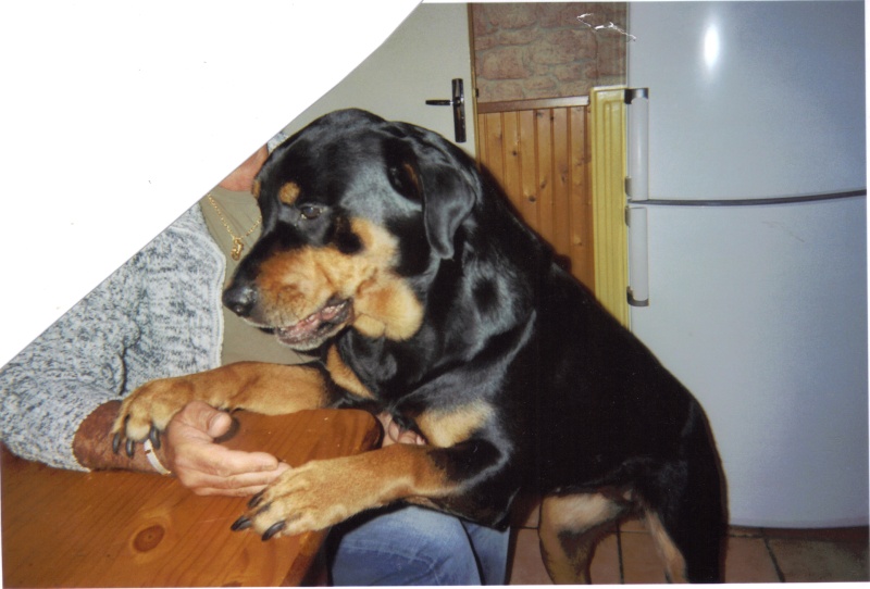 URGENT EUTHA 1ER MARS VICKY ROTT 6 ANS Vicky_10