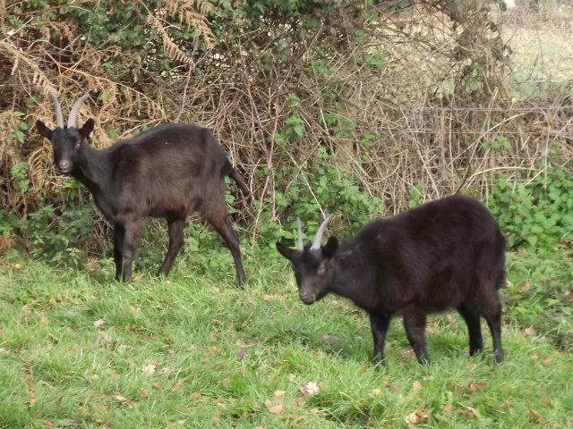 2 chèvres mère et fille cherche un nouveau foyer Dscf0714