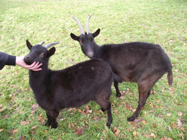 2 chèvres mère et fille cherche un nouveau foyer Dscf0715