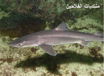 أنواع أسماك القرش Shark-20