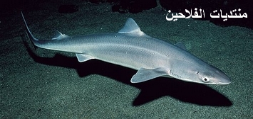 أنواع أسماك القرش Shark-21