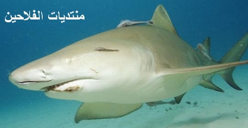 أنواع أسماك القرش (الجزء 2) Shark510