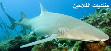 أنواع أسماك القرش (الجزء 2) Shark610