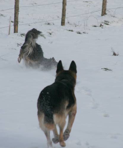 Mes chiens dans la neige Thiya_11