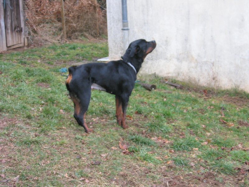 DINAH Femelle Rottweiler LOF 18 mois - FA CM (19) Dinah110