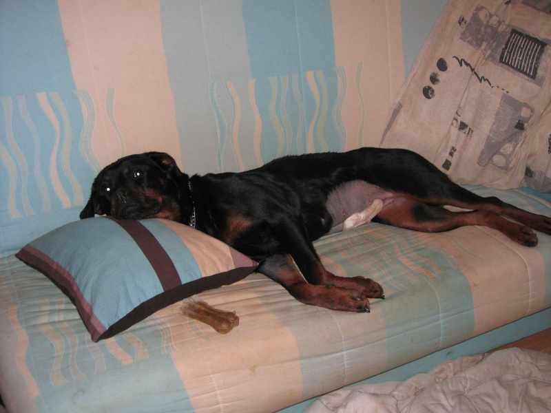 DINAH Femelle Rottweiler LOF 18 mois - FA CM (19) Dinah610