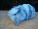 5 lapins - Suisse (adoption en france OK) Cameli10