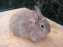 5 lapins - Suisse (adoption en france OK) Poilu510