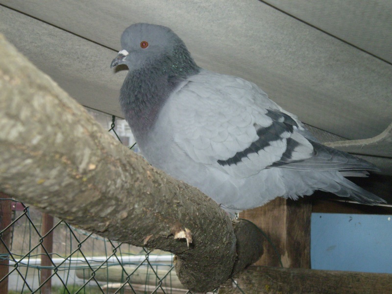 mon pigeonnier P9120011