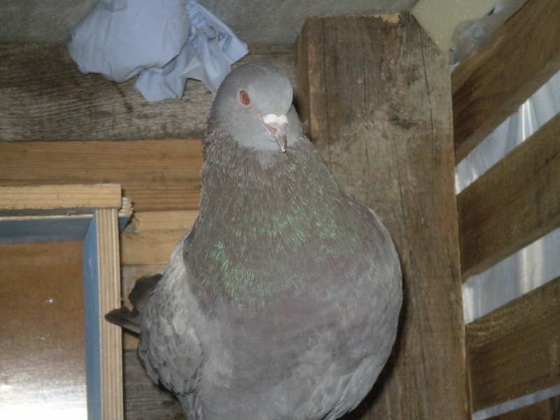 mon pigeonnier P9120012