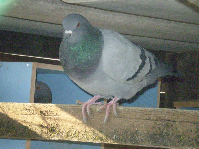 mon pigeonnier P9130012