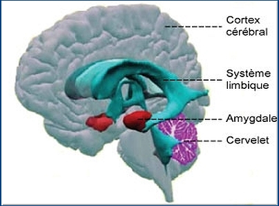 Peur et Agressivit ? Amygda10