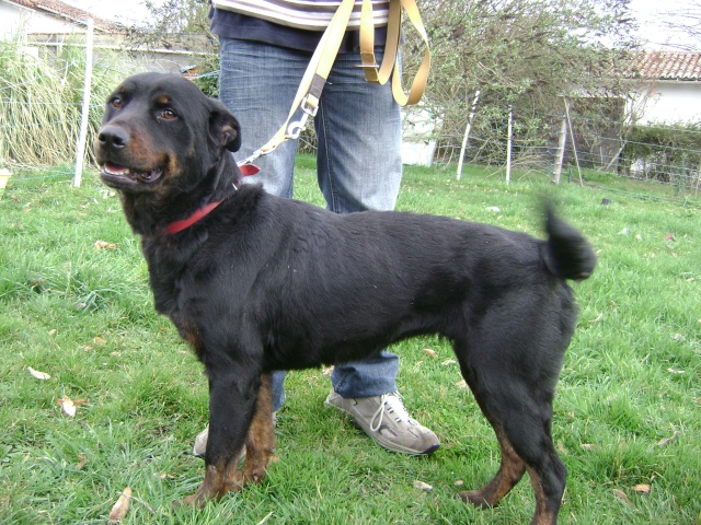 ELOISE magnifique femelle type beauceron 2 ans (dpt16) Dsc03510