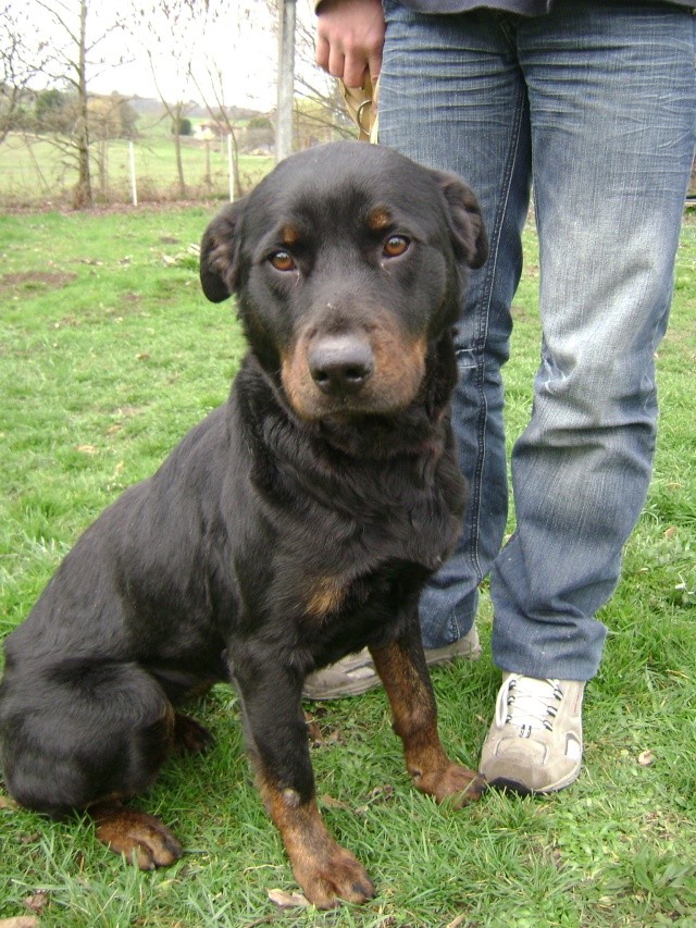 ELOISE magnifique femelle type beauceron 2 ans (dpt16) Dsc03511