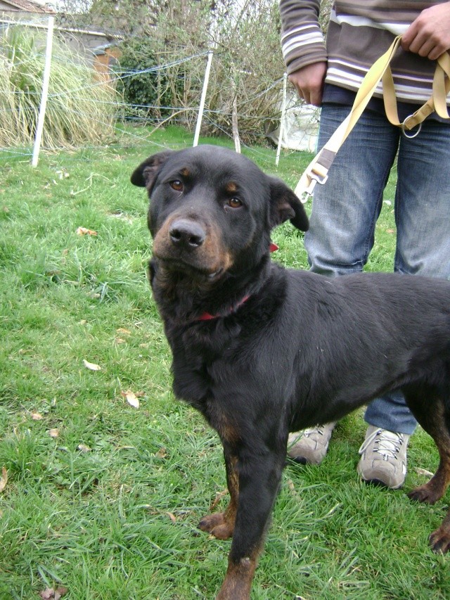 ELOISE magnifique femelle type beauceron 2 ans (dpt16) Dsc03512