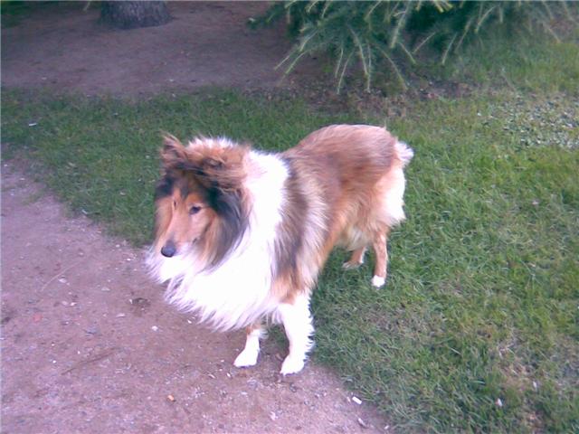 Thor, Rough Collie buscando buen cuidador. Isiro210