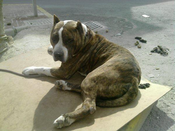 Pittbull atado todo el día en un árbol. Lo robaran... Murcia. Piit10