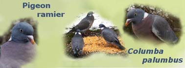 Prolongement de la chasse aux pigeons dans plusieurs départements Ramier10