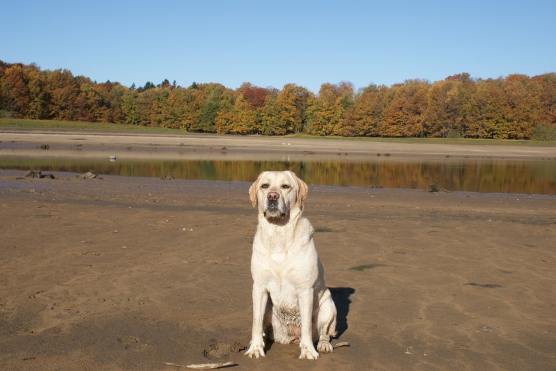 Résultat du concours photos : "Mon lab dans la nature..." Dora_b17