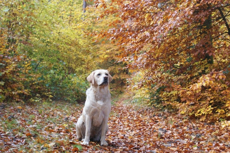 Concours photos : "Mon lab dans la nature..." - Page 3 Dora_b18