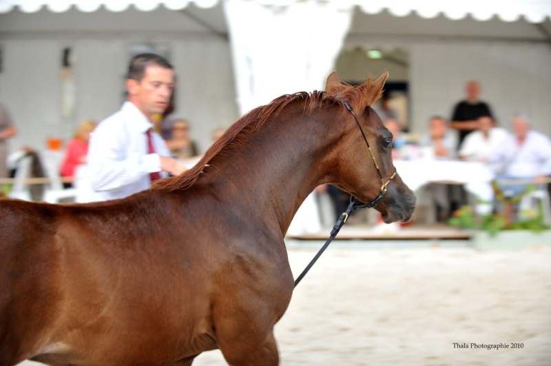 NAISSANCES 2010 CHEZ AN TRISKELL ARABIANS Copie11