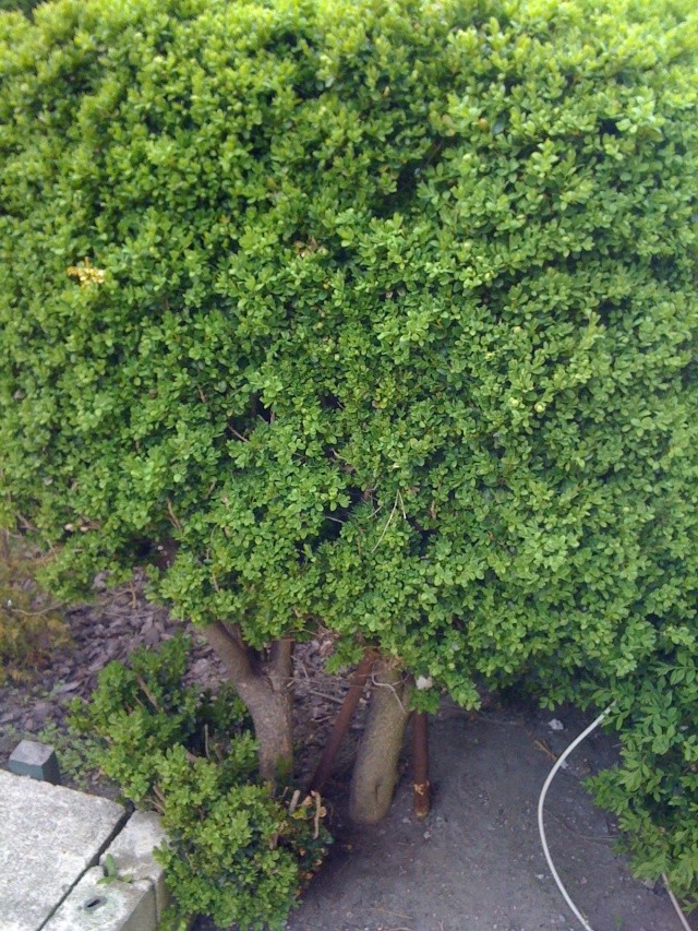 buxus yamadoris Img_0013