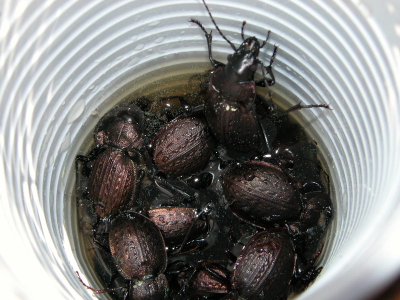 [C.(Mesocarabus) lusitanicus antiquus]  Portugal Brunhe14