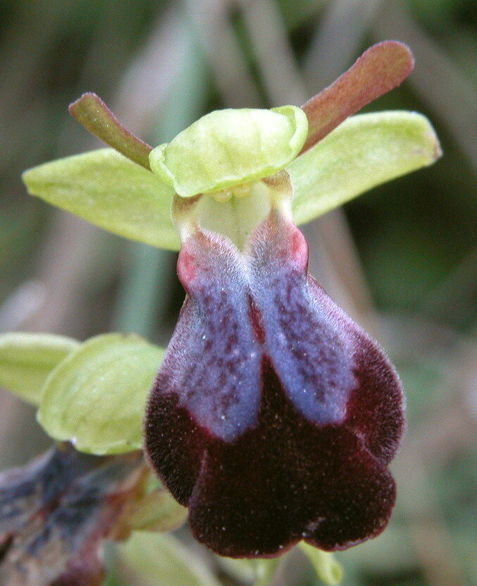 Ophrys de Kalamata [Grèce] Copie_82