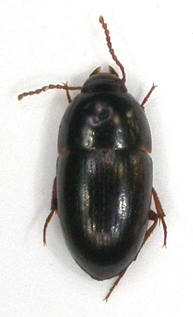 petit Tenebrionidae du Portugal Dscn0721