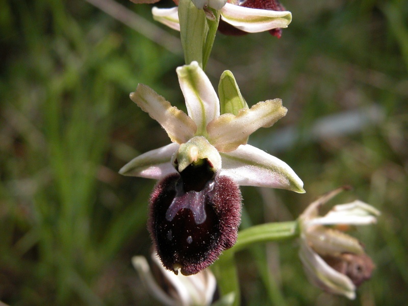 Ophrys praecox ?  Corse Dscn1411